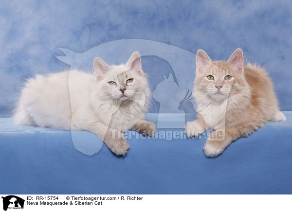 Neva Masquerade & Siberian Cat / RR-15754