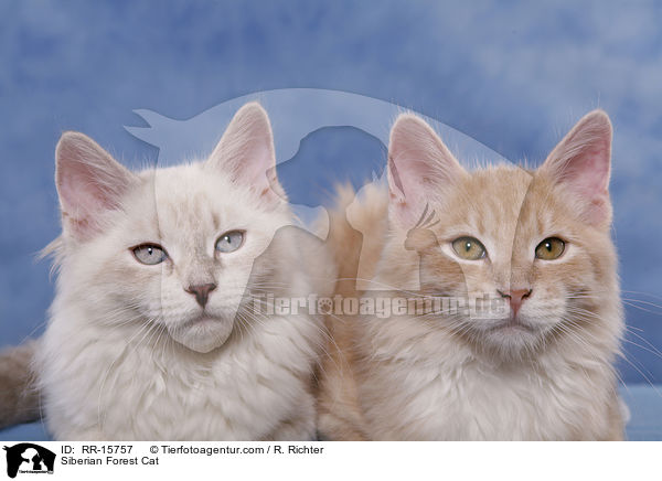 Siberian Forest Cat / RR-15757