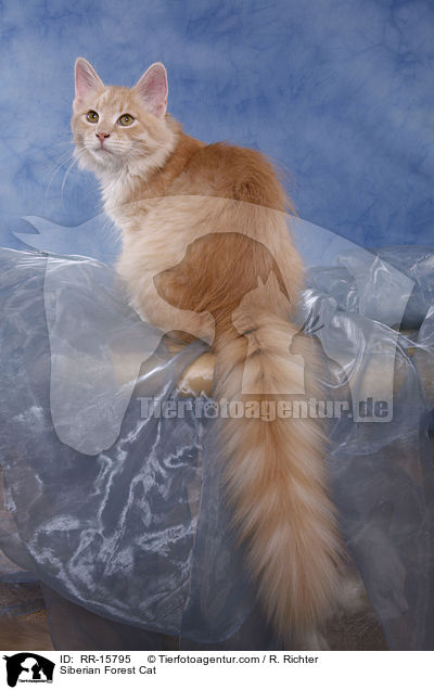 Siberian Forest Cat / RR-15795