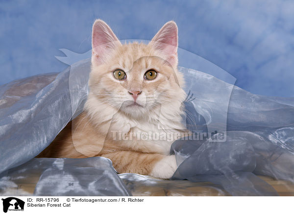 Siberian Forest Cat / RR-15796