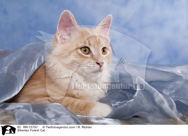 Siberian Forest Cat / RR-15797