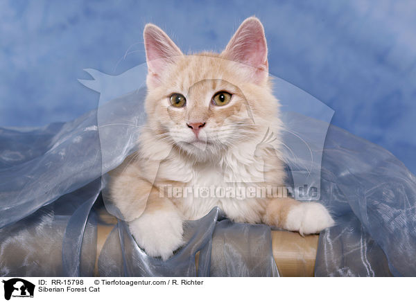 Sibirische Katze / Siberian Forest Cat / RR-15798