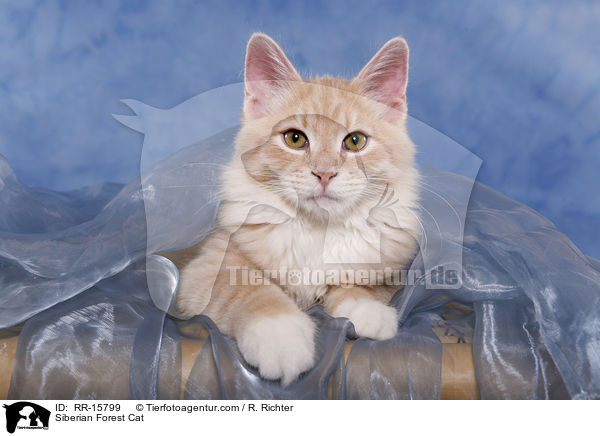Siberian Forest Cat / RR-15799