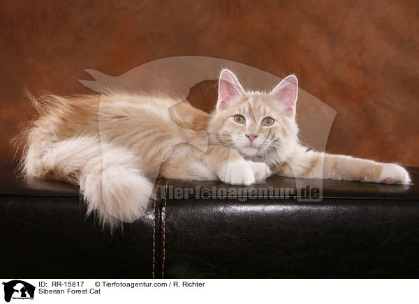 Siberian Forest Cat / RR-15817