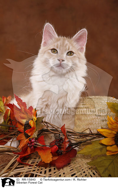 Sibirische Katze / Siberian Forest Cat / RR-15840