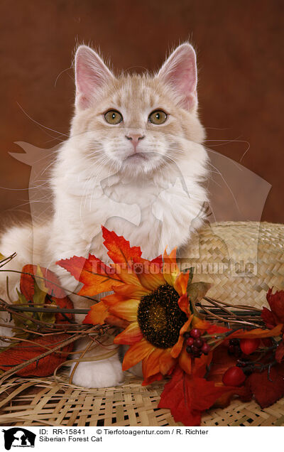 Sibirische Katze / Siberian Forest Cat / RR-15841