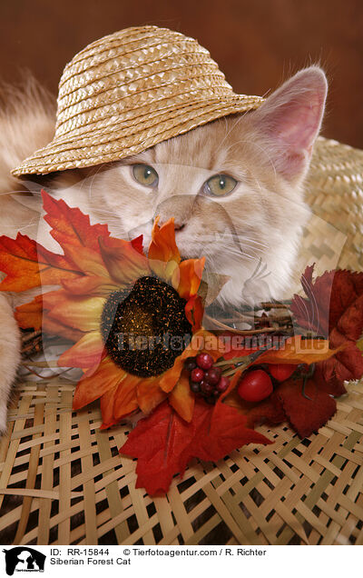 Sibirische Katze / Siberian Forest Cat / RR-15844