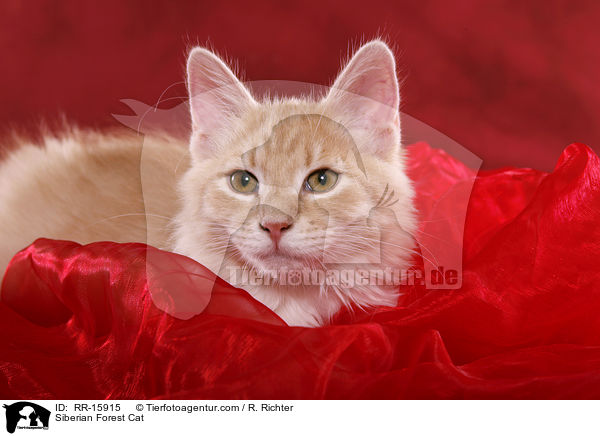 Sibirische Katze / Siberian Forest Cat / RR-15915