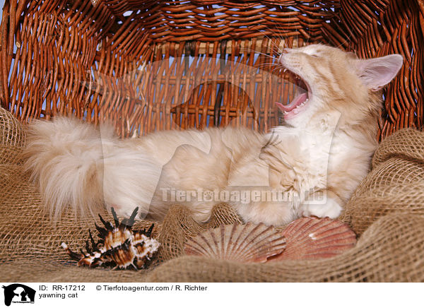 ghnende Katze / yawning cat / RR-17212