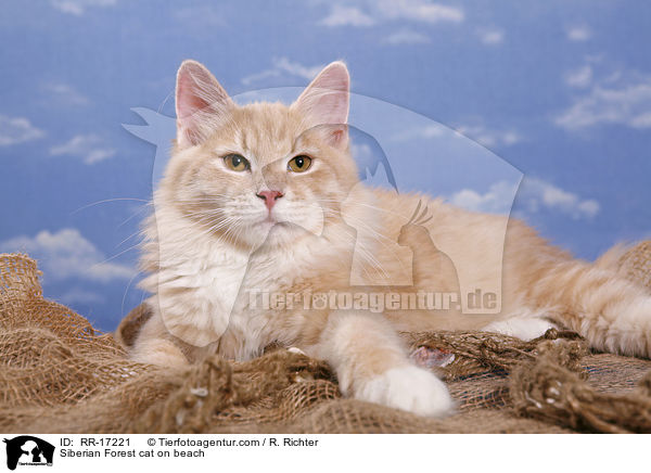 Siberian Forest cat on beach / RR-17221