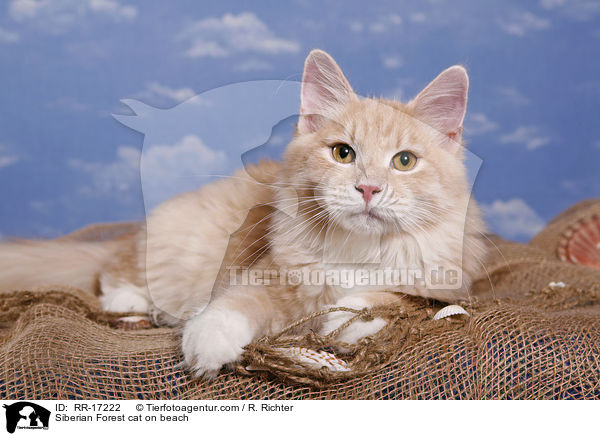 Siberian Forest cat on beach / RR-17222