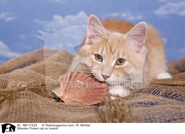 Siberian Forest cat on beach / RR-17224