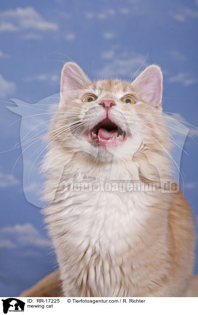 mewing cat / RR-17225