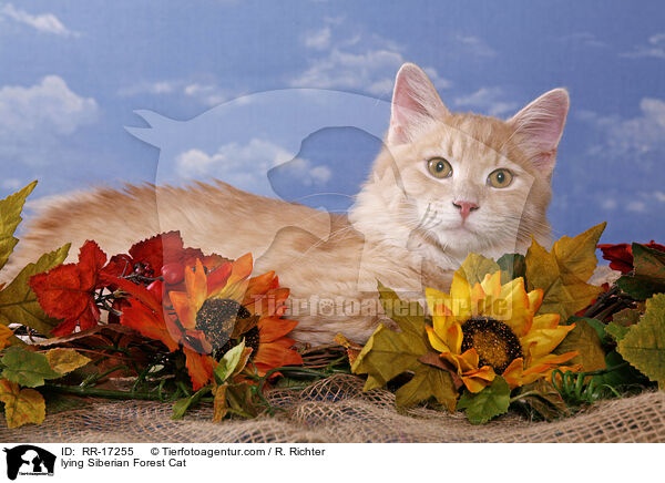 lying Siberian Forest Cat / RR-17255