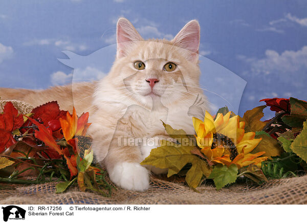 Siberian Forest Cat / RR-17256