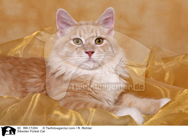 Siberian Forest Cat / RR-17260