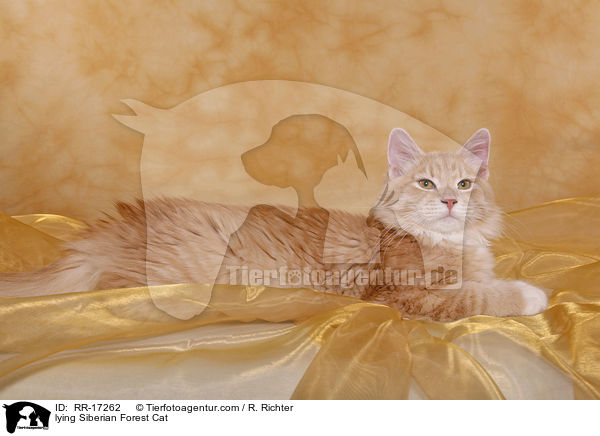 lying Siberian Forest Cat / RR-17262