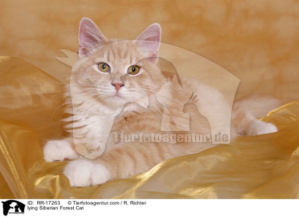 lying Siberian Forest Cat / RR-17263