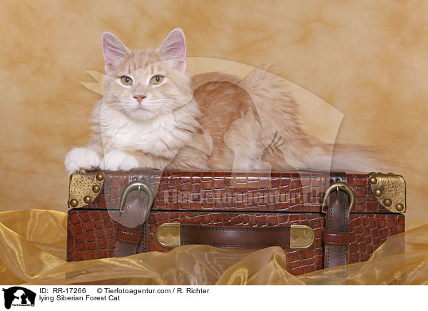lying Siberian Forest Cat / RR-17266