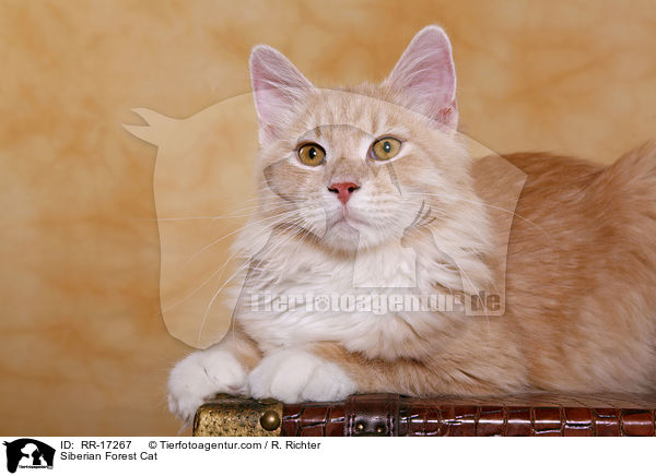 Siberian Forest Cat / RR-17267