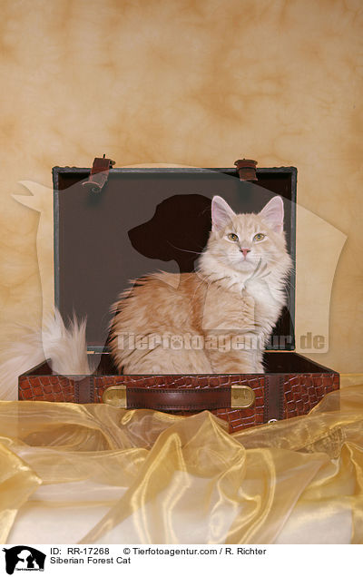 Siberian Forest Cat / RR-17268