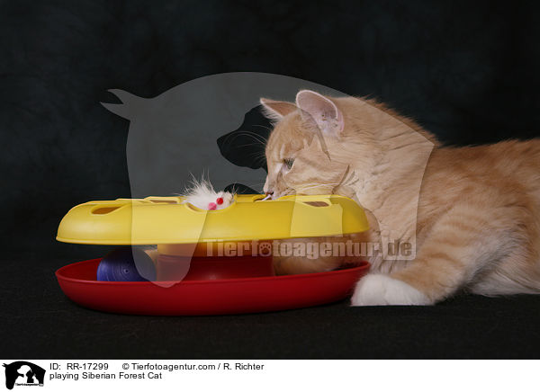 spielende Sibirische Katze / playing Siberian Forest Cat / RR-17299