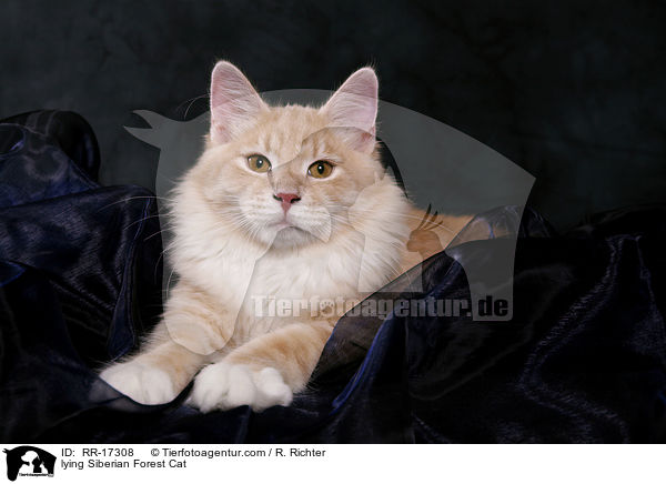 liegende Sibirische Katze / lying Siberian Forest Cat / RR-17308
