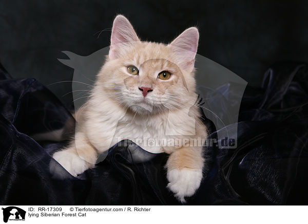 liegende Sibirische Katze / lying Siberian Forest Cat / RR-17309