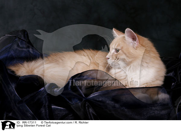 liegende Sibirische Katze / lying Siberian Forest Cat / RR-17311