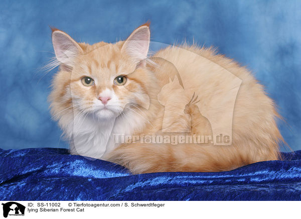 lying Siberian Forest Cat / SS-11002