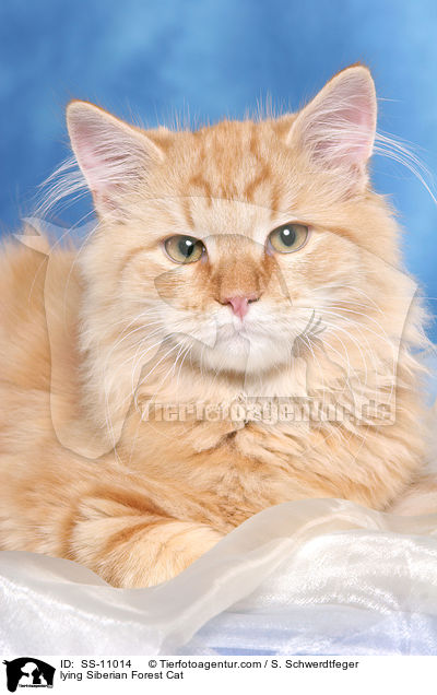 lying Siberian Forest Cat / SS-11014