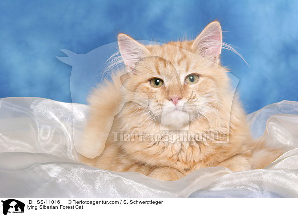 lying Siberian Forest Cat / SS-11016