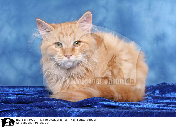 lying Siberian Forest Cat / SS-11025