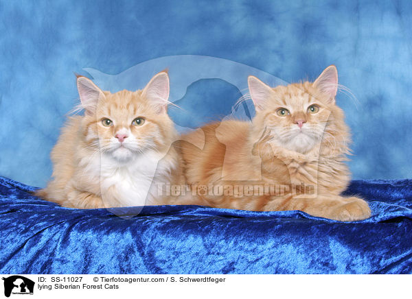 lying Siberian Forest Cats / SS-11027