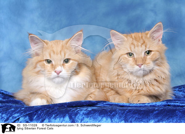 lying Siberian Forest Cats / SS-11028