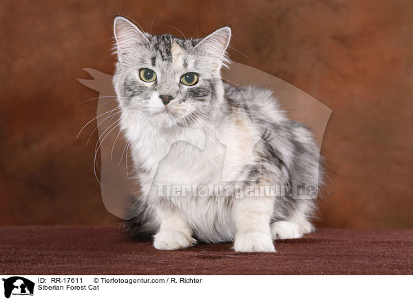 Siberian Forest Cat / RR-17611