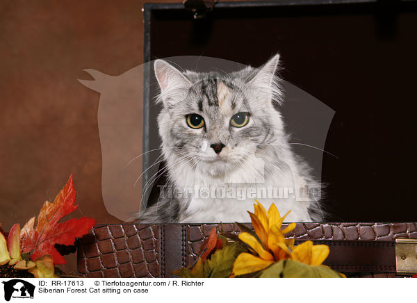 Siberian Forest Cat sitting on case / RR-17613