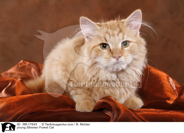 young Siberian Forest Cat / RR-17645