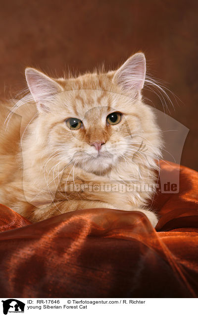 junger Sibirischer Kater / young Siberian Forest Cat / RR-17646