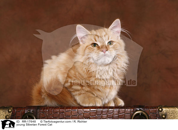 young Siberian Forest Cat / RR-17648