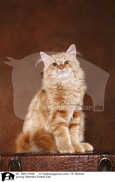 young Siberian Forest Cat / RR-17649
