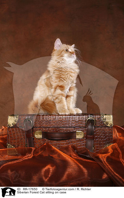 Sibirische Katze sitzend auf Koffer / Siberian Forest Cat sitting on case / RR-17650