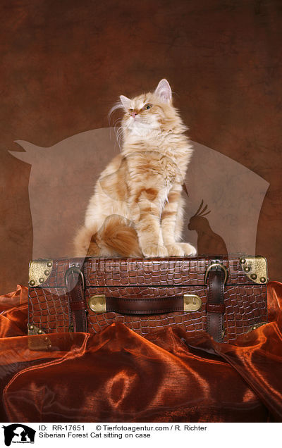 Siberian Forest Cat sitting on case / RR-17651