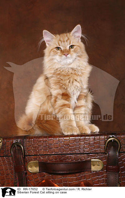 Siberian Forest Cat sitting on case / RR-17652