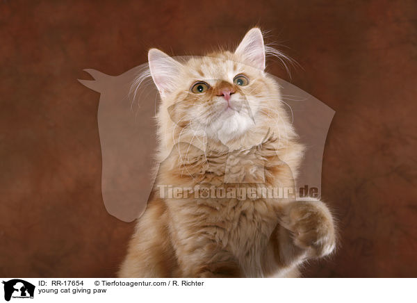 young cat giving paw / RR-17654