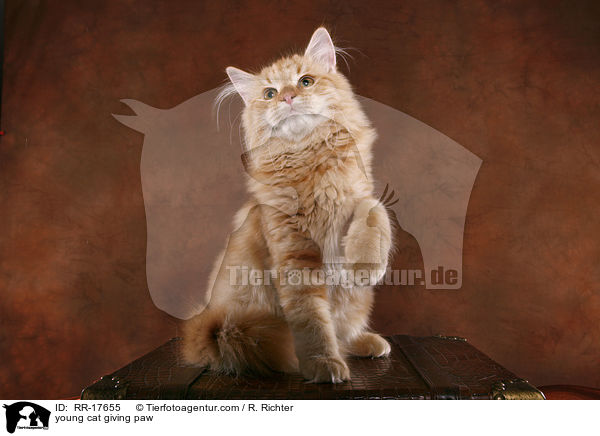 junge Katze hebt Pftchen / young cat giving paw / RR-17655