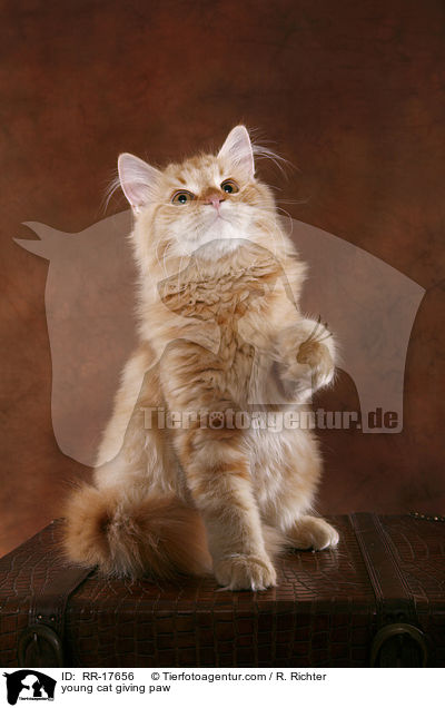young cat giving paw / RR-17656