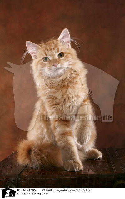 junge Katze hebt Pftchen / young cat giving paw / RR-17657