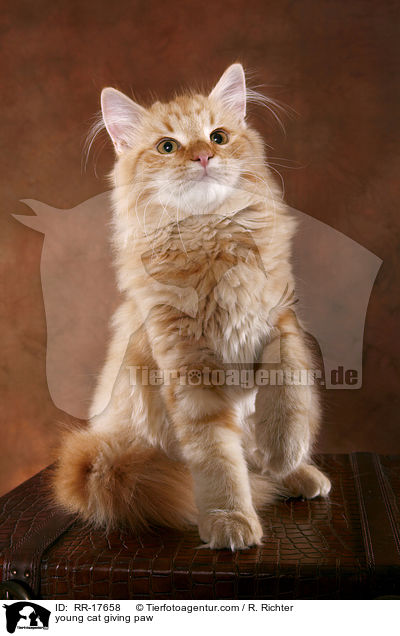 junge Katze hebt Pftchen / young cat giving paw / RR-17658