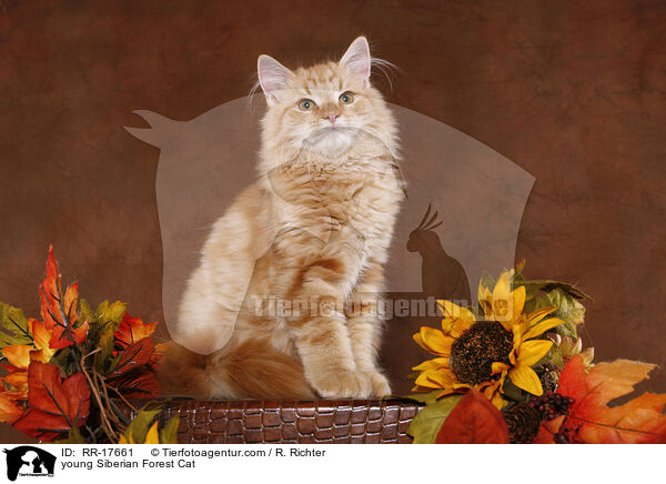 young Siberian Forest Cat / RR-17661